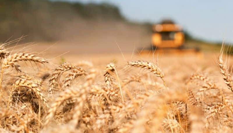 wheat prices hit a fresh record high