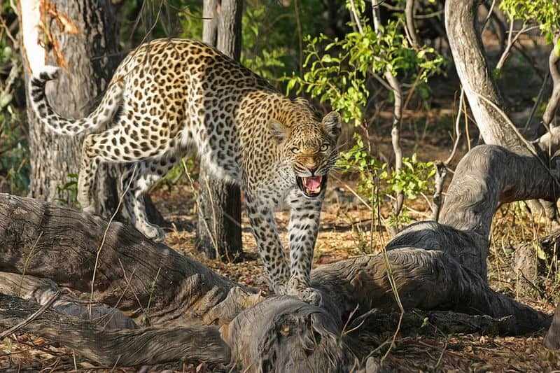 Leopard Attack on Young Boy in Chamarajanagara grg