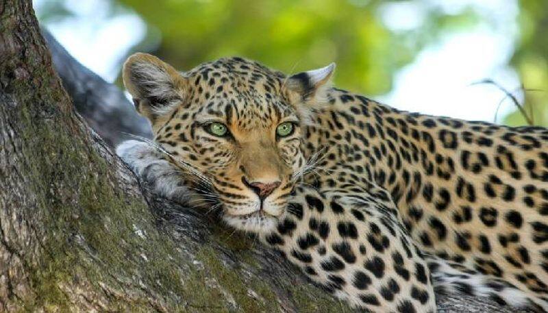 Again leopard found near krs dam restriction to tourists visit gvd