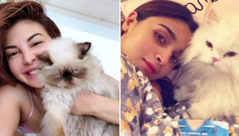 International Cat Day 2022: Disha Patani, Alia Bhatt, Jacqueline Fernandez, 7 divas who are cat lovers RBA