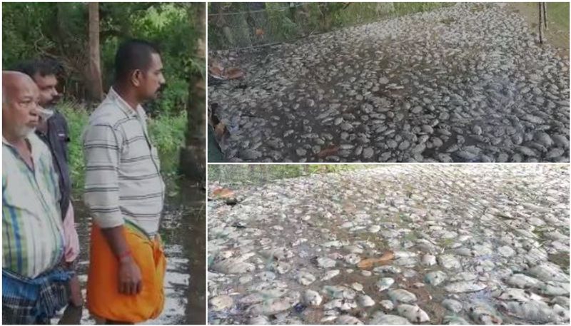 more than 1 lakh karimeen green chromide  died in heavy rain at kottayam