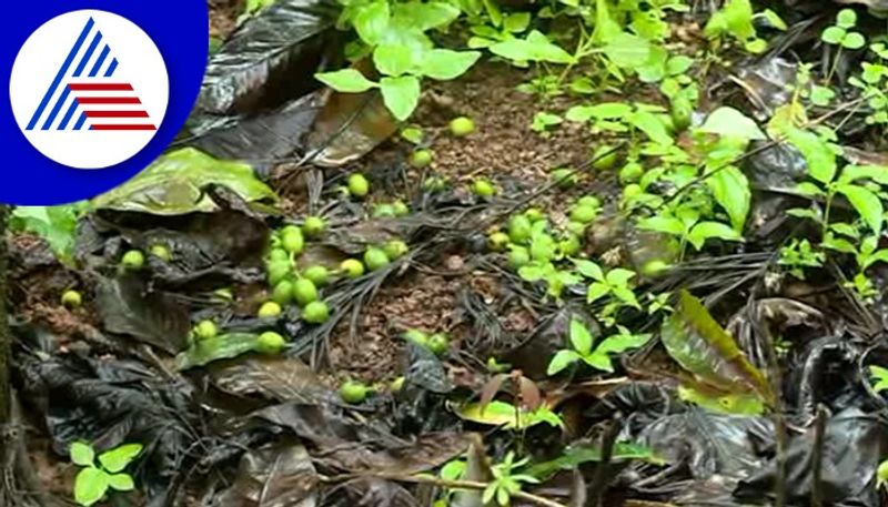 chikkamagaluru coffee growers  fear crop loss after rain effect gow