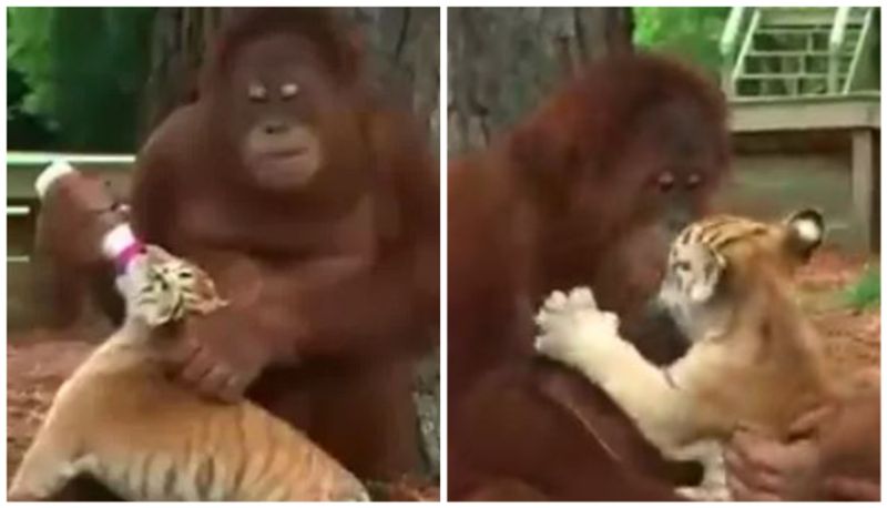 anand mahindra reacts to this adorable video of an orangutan playing and feeding tiger cubs