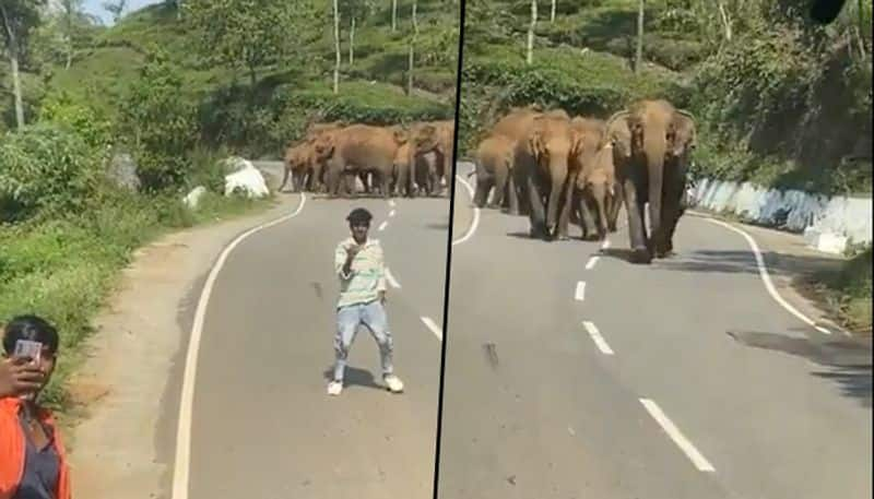 Men stop vehicle to take selfie with elephant herd; know what happens next - gps