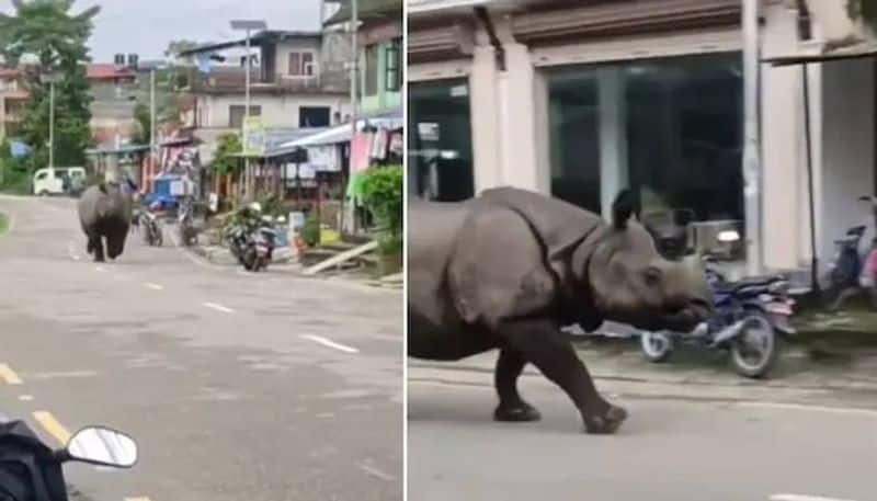 rhino on road video