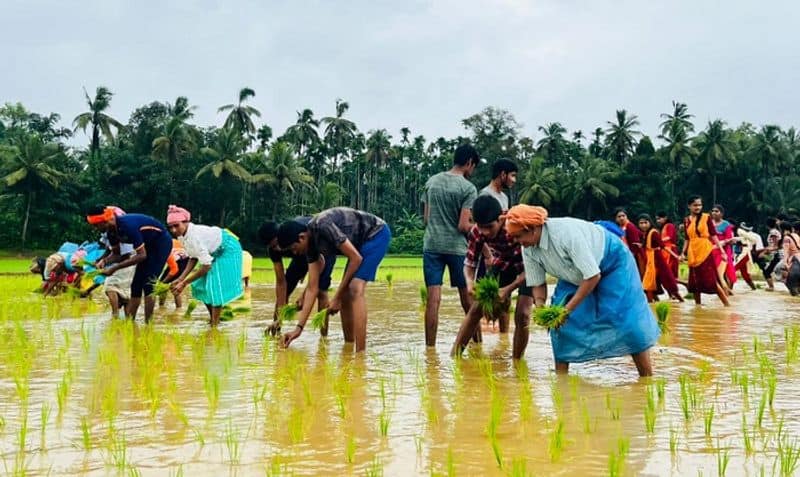 Rice plant cultivation in paddy field dakshina kannada organise special Neji perba Festival for college student ckm