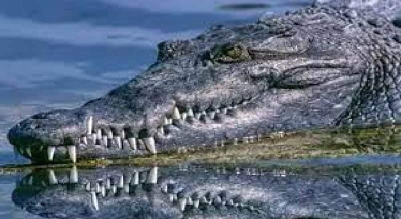 crocodile enters hyderabad's attapur