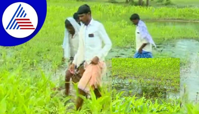 Heavy rainfall Farmers in distress chitradurga rav