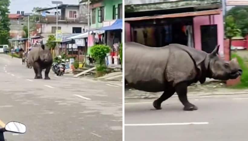 Watch: Seen a Rhino running across the street? This video will leave your surprised!
