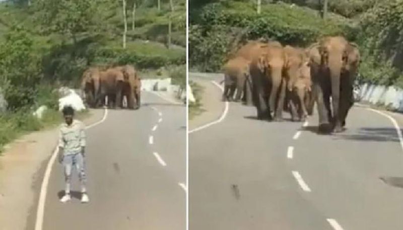 youth trying to click selfie with herd of elephants 