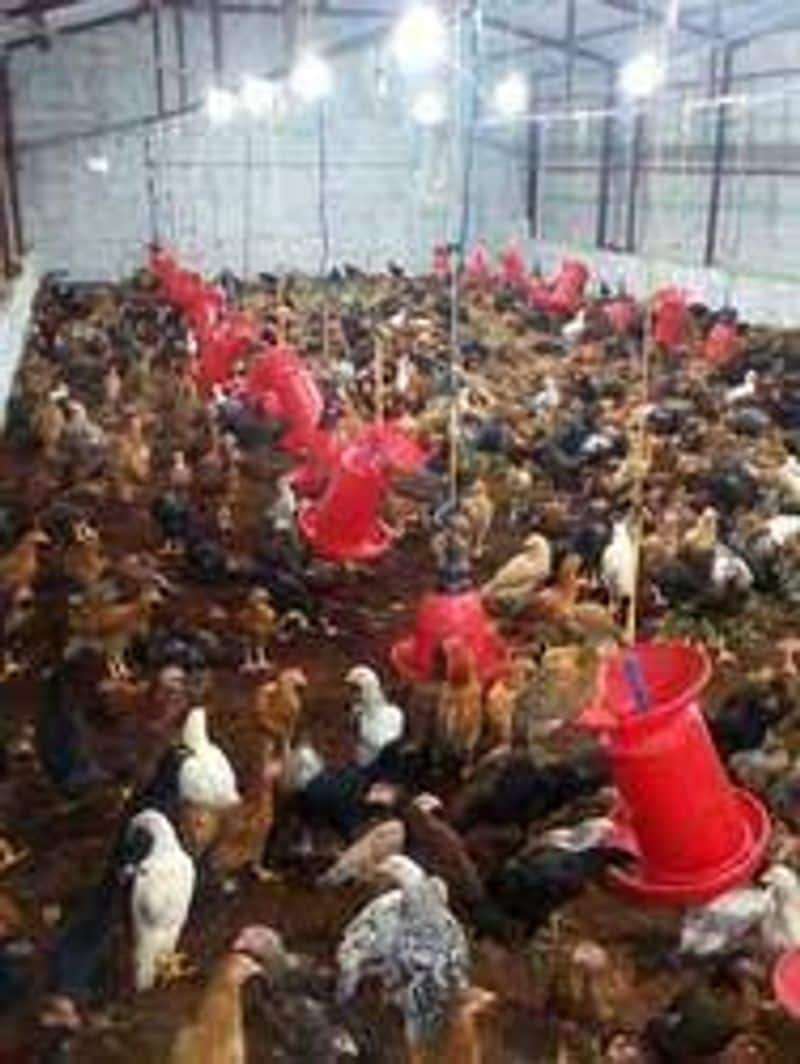 50 percent subsidy for poultry farming for beginners 