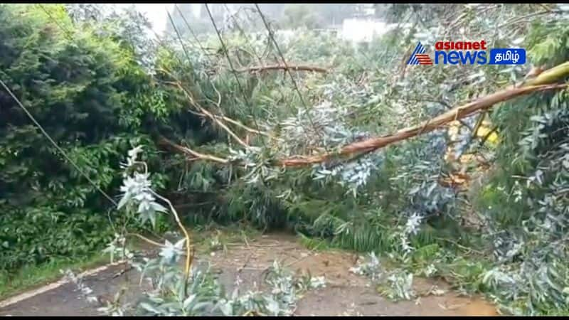 A giant tree fell on the ooty highway causing traffic disruption!