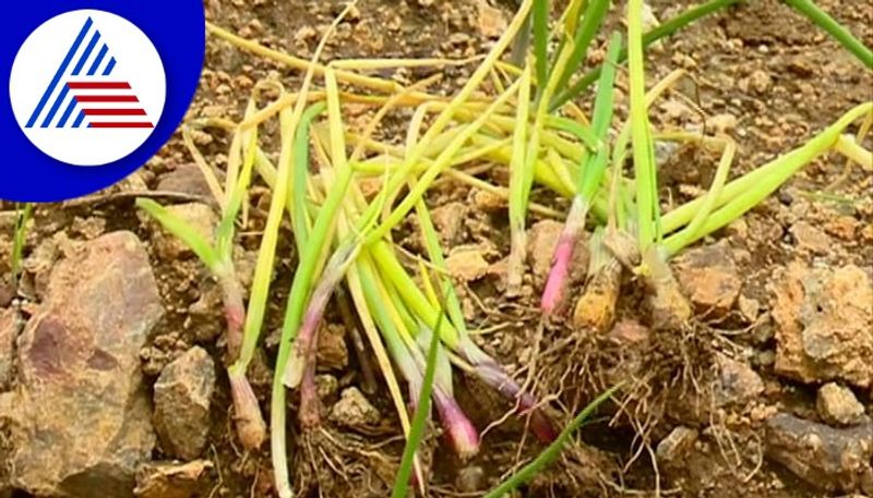 farmers suffering after heavy Rainfall in chitradurga gow