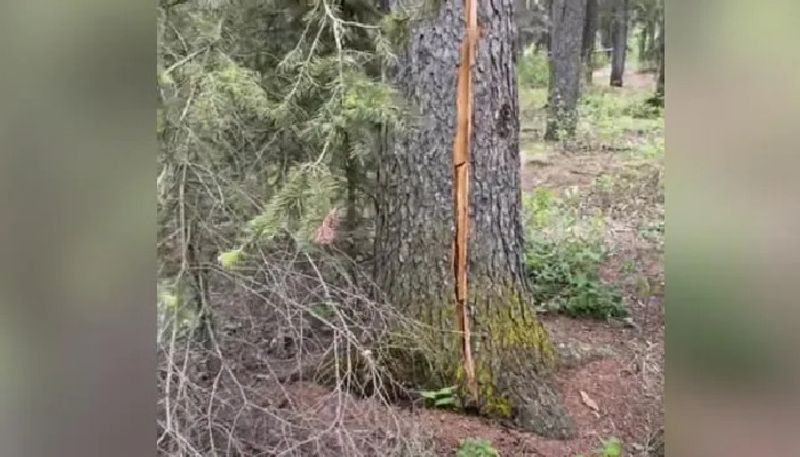 video of a breathing tree goes viral