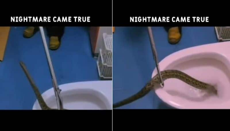 snake spotted inside toilet video goes viral 