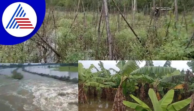 Rain damage in Kolar  A little sweet and little bitter for farmers rav