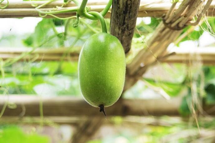 ash gourd