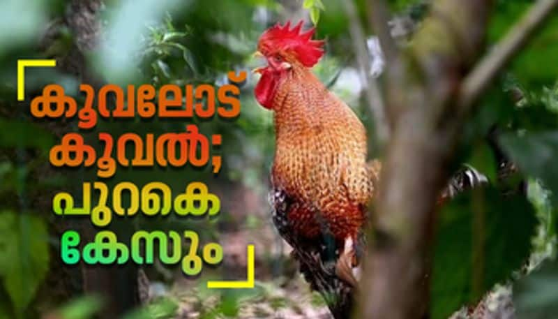 couple filed a case in the court of the rooster s crowing 200 times a day