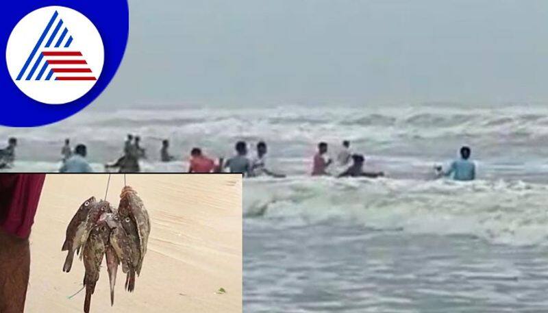 river fishes are coming to Uppunda madikal Beach gow