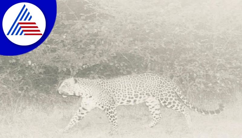 leopard sighted near belagavi golf course caught on cctv camera gvd