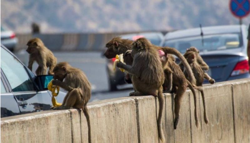 30 monkeys die after falling into water tank..ISR