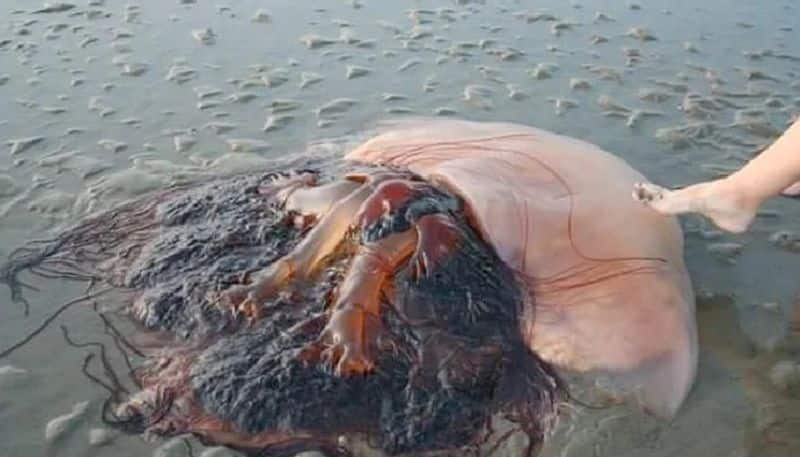 photo of giant jelly fish goes viral in social media 