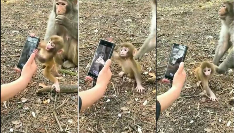 Baby monkey tries to snatch smartphone from a man, video goes viral