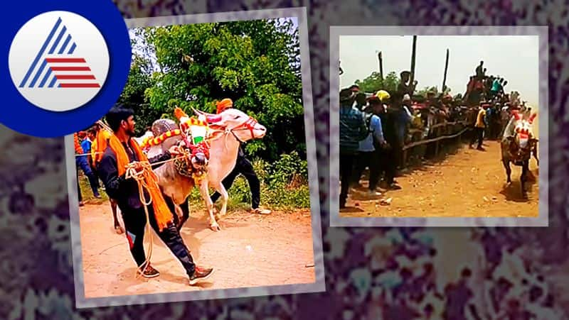 The price of this fastest run bull is Rs 19 lakh at haveri rav