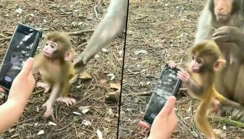 Fascinated by a smartphone, a baby monkey attempts to snatch it: watch the video