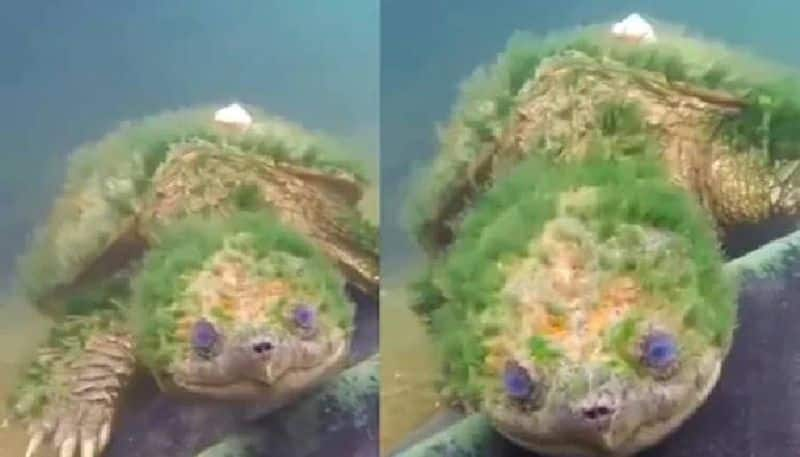 91 year old turtle with algae in body 