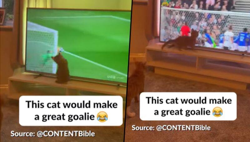 Watch: Cat attempts to help goalkeeper during football match on TV - gps