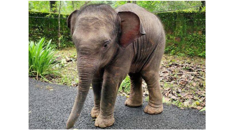 2 months old infant elephant drowned water tank and died in coimbatore