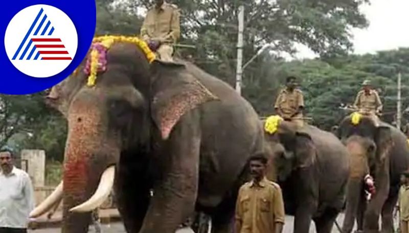 elephants team reached to mysuru palace grg