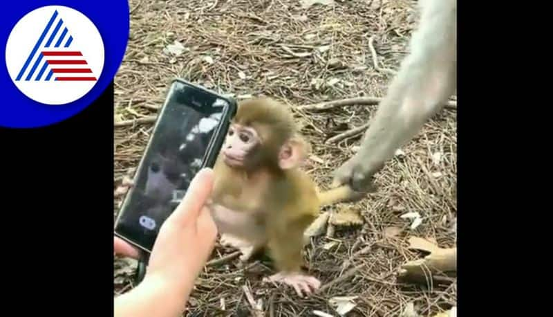 Little Monkey attracting to Smartphone and what mother monkey dead watch viral video akb