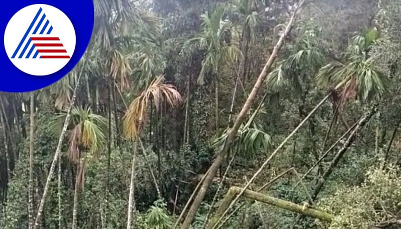 several damages and landslide due to rain in chikkamagaluru gvd