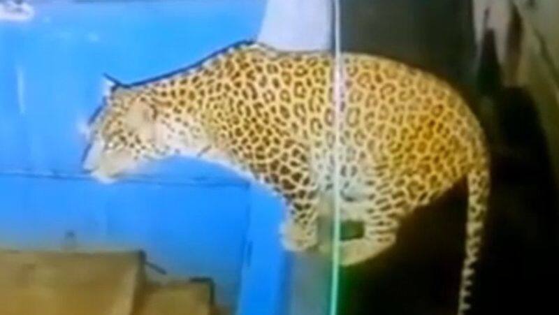 A leopard jumped over the wall and entered the house in Coonoor! - People panic!