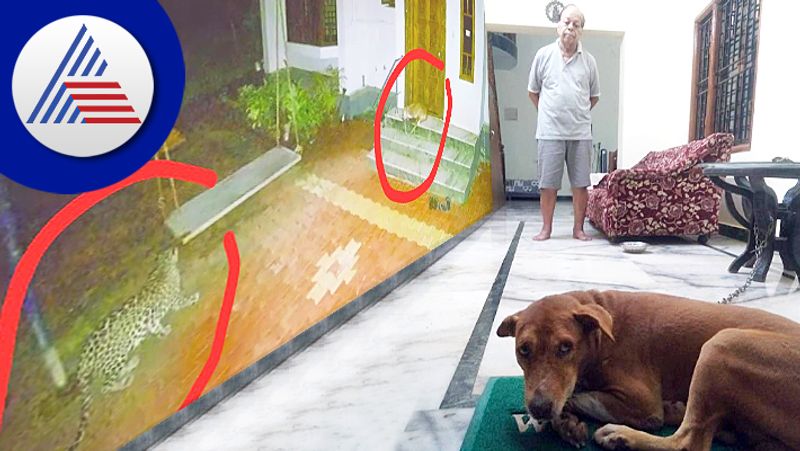 Dog survives by pretending to be dead in front of a leopard in udupi gow