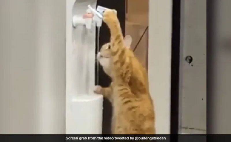 Viral Video:This is a smart cat guru.. video shaking the internet.. do you know what it did..?