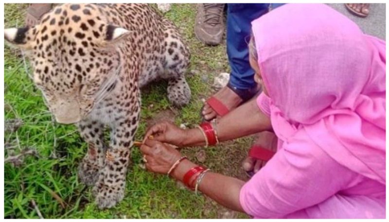 viral photo woman ties rakhi to injured leopard wins hearts