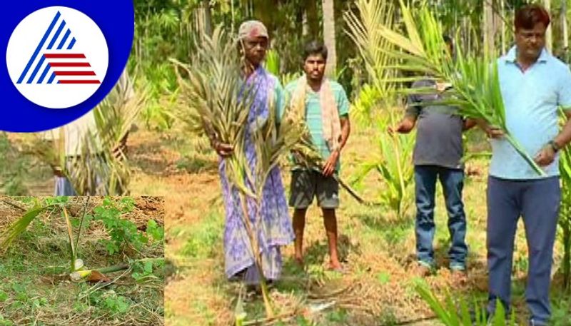 Criminals broke into the farmer's farm and cut down 200 arecanut