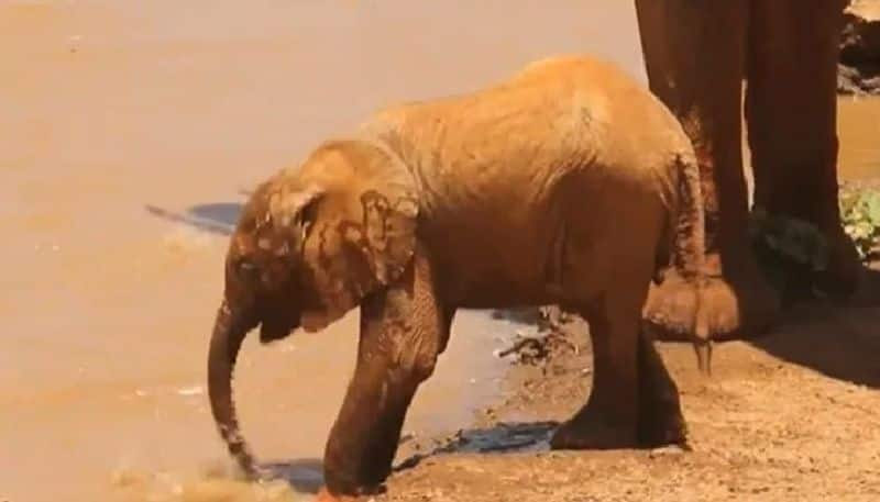 baby elephant having water with its small trunk 