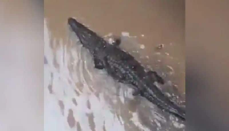 crocodile spotted in colony after heavy rain 