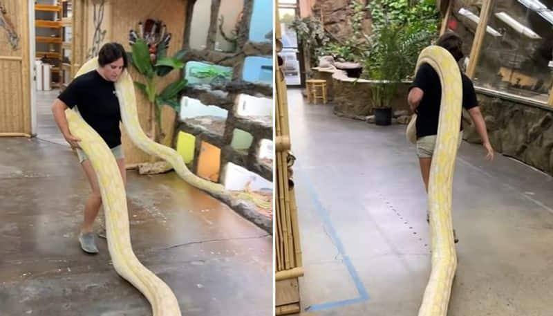 woman walks by holding huge python video goes viral