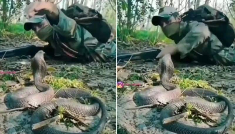 soldier encounter a king cobra the video goes viral 