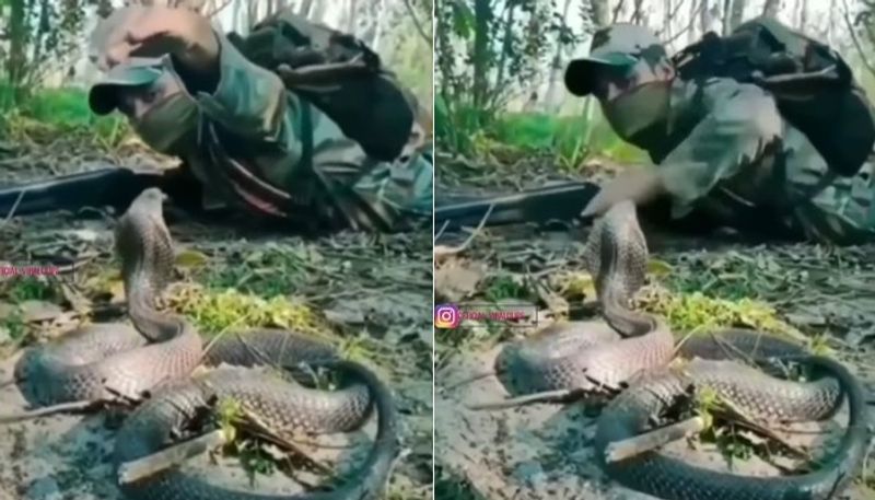 soldier encounter a king cobra the video goes viral 