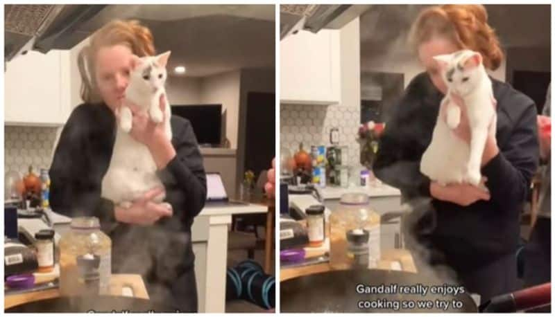 cat enjoys seeing humans cook watch how they include her in the process