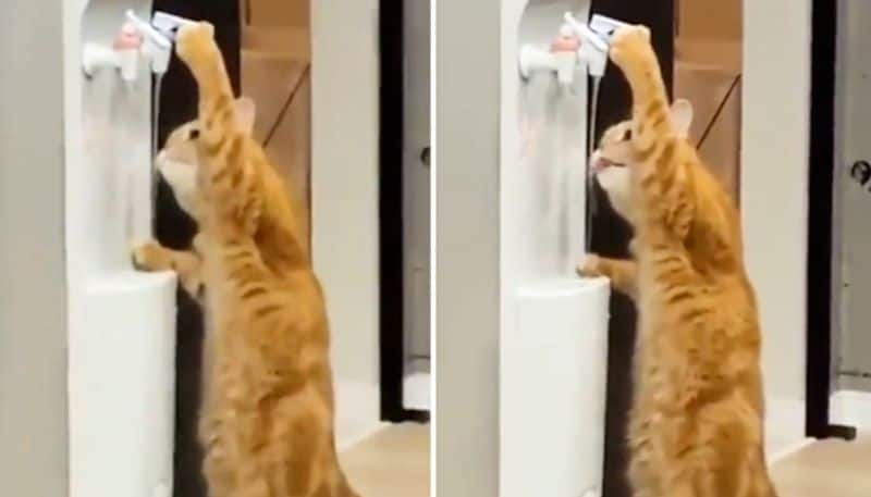 Watch Cat drinking on its own from a water cooler, surprises netizens-tgy