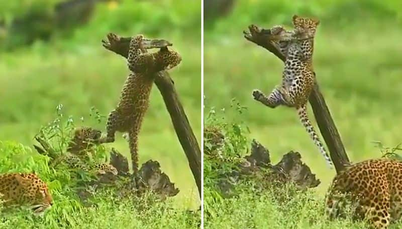 Watch Leopard cub's pull-ups on tree branch is winning hearts