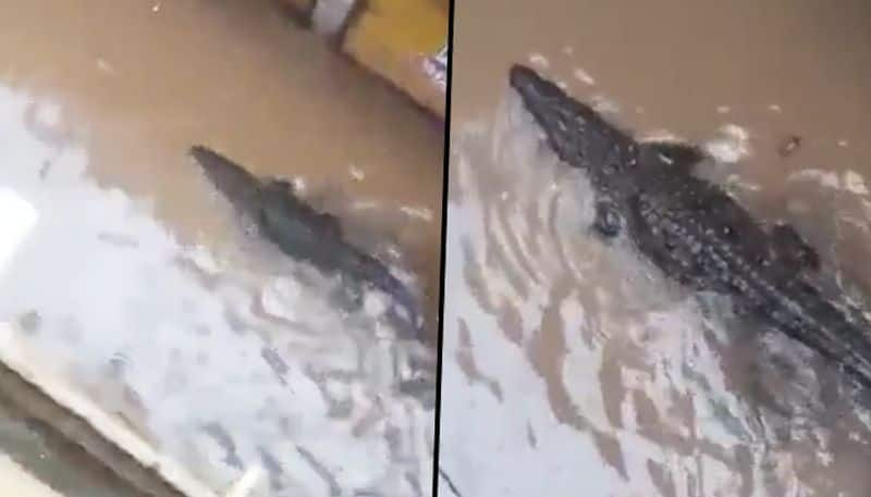 Crocodile enters residential area in MP's Shivpuri; shocking video goes viral - gps