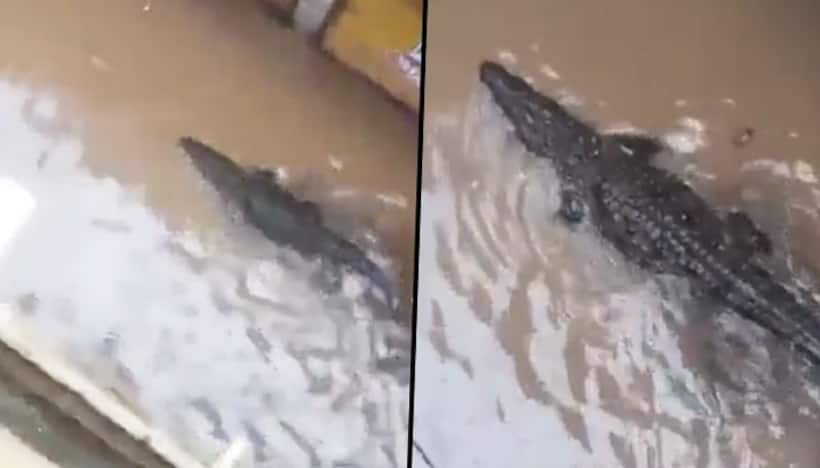 Crocodile enters residential area in MP's Shivpuri; shocking video goes viral